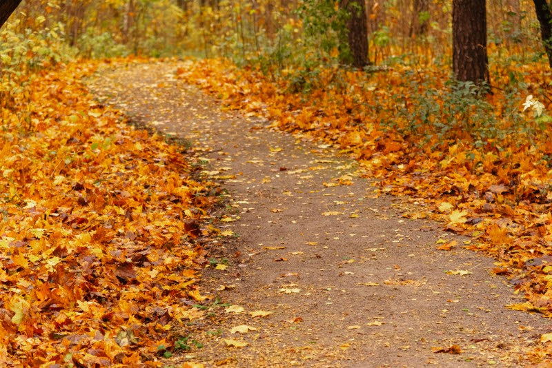 ה"סתיו הזהב" בפארק הרוסי הענק