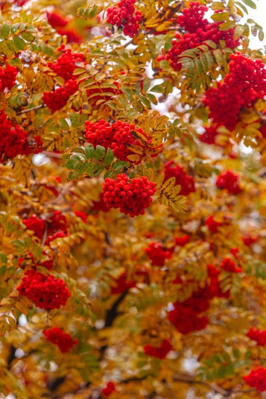 ה"סתיו הזהב" בפארק הרוסי הענק