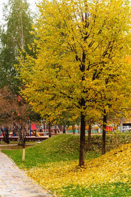 ה"סתיו הזהב" בפארק הרוסי הענק