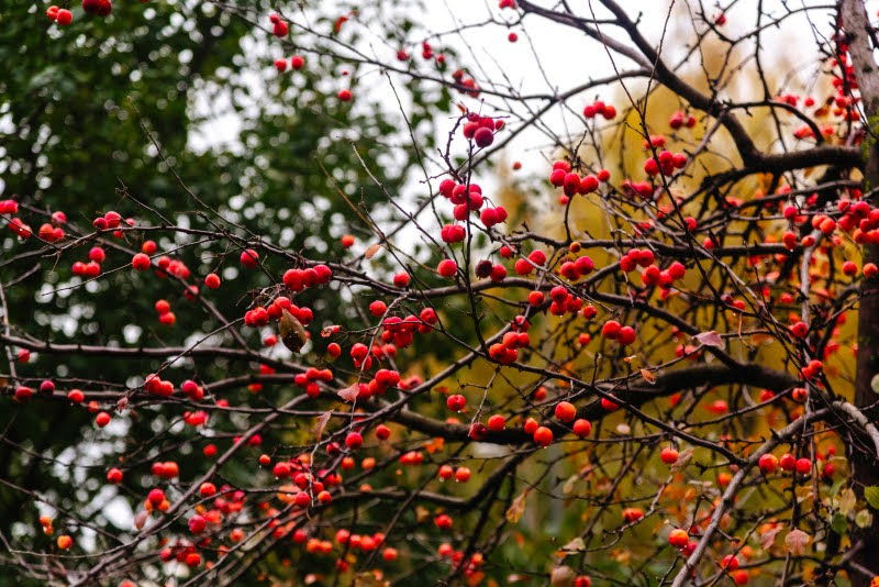 ה"סתיו הזהב" בפארק הרוסי הענק