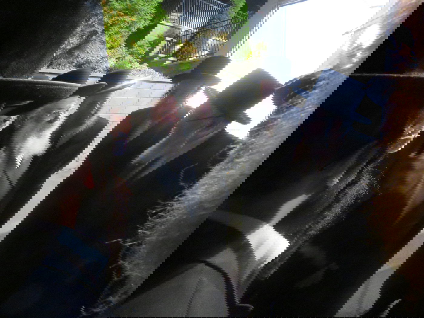 הרה"צ רבי נחמיה אלתר עם האדמו"ר מויז'ניץ מונסי