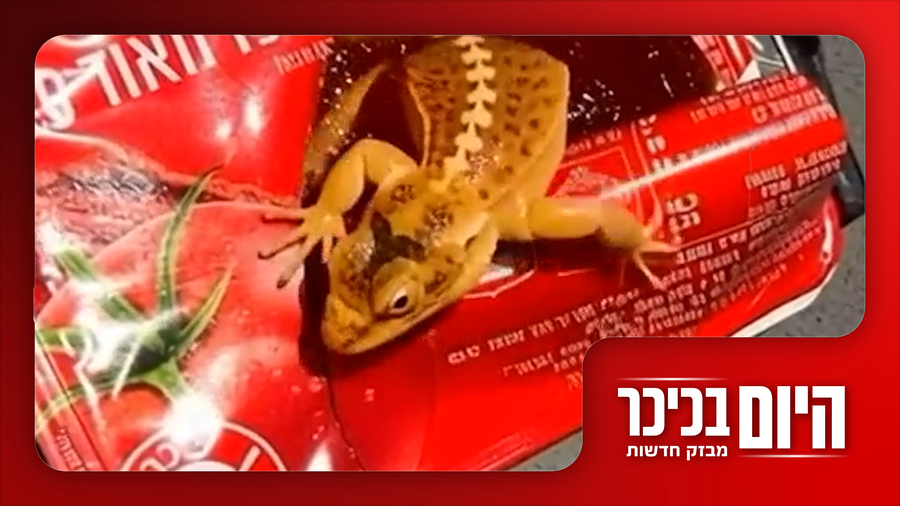 דוחה: לטאה נמצאה בתוך רסק עגבניות | ויקרא שמו: הפצ"ר ולא הפצ"רית • צפו