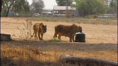 תיעוד מעניין: כך האריות של הספארי נהנים בשעות הפנאי
