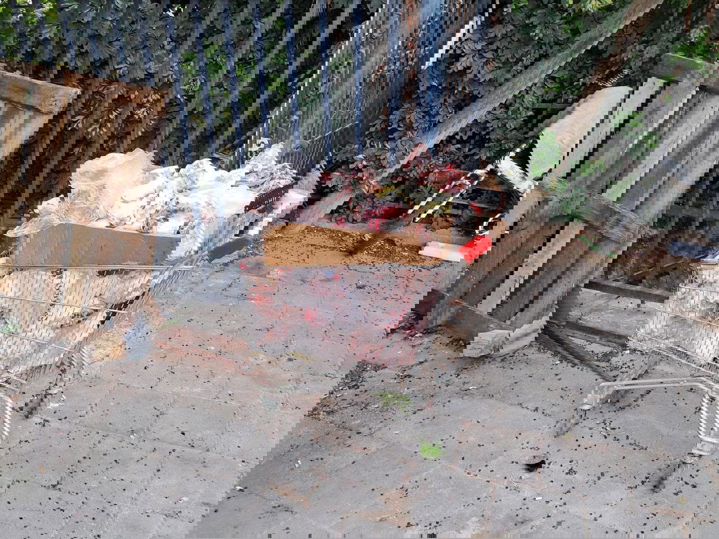 ניסיון הברחת הביצים