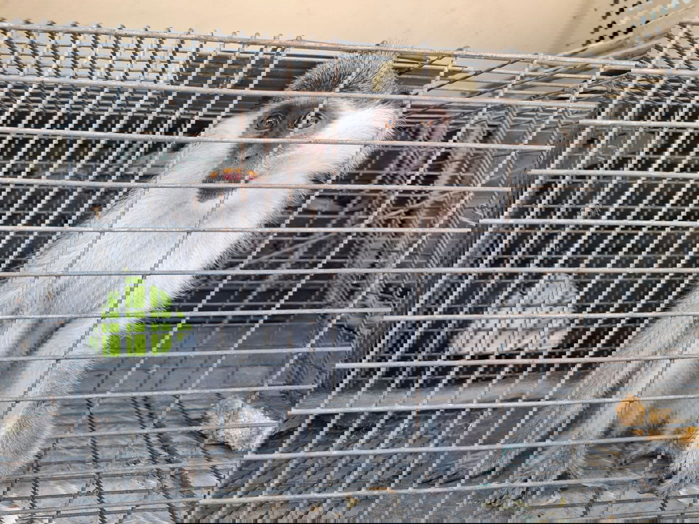 אחרי שלושה חודשים בשטח החקלאי: קופת הגנון הירוק נלכדה והועברה לשיקום
