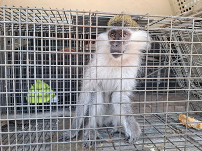 אחרי שלושה חודשים בשטח החקלאי: קופת הגנון הירוק נלכדה והועברה לשיקום
