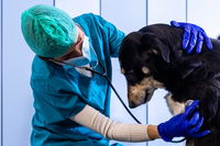 כלב בבדיקה וטרינרית