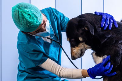 כלב בבדיקה וטרינרית