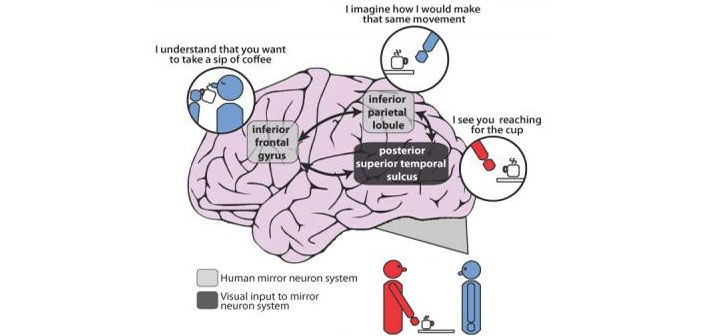 הדמייה של התהליך המתרחש במוח בעקבות פעולת נוירוני מראה