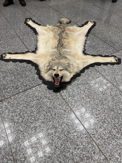 פרוות הזאב שנתפסה