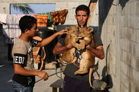 אריות המגודלים בבית פרטי בחאן יונס