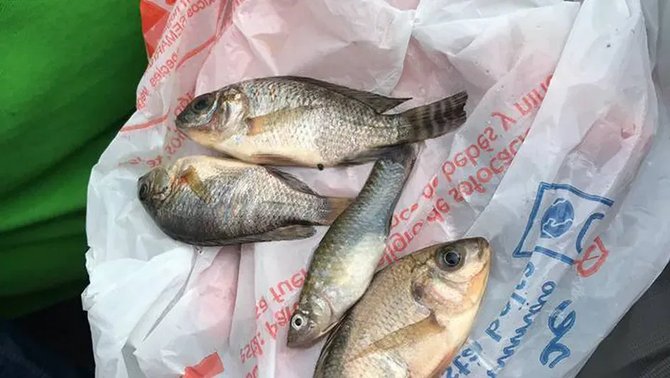 דגשים שירדו בגשם במקסיקו