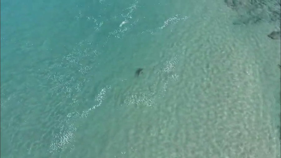 הכרישים בתחנת הכח בחדרה