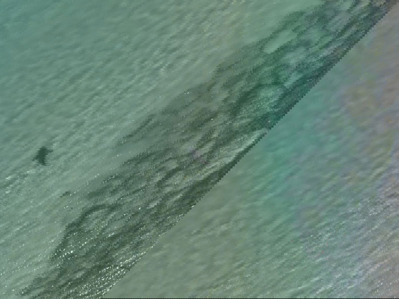 הכרישים בתחנת הכח בחדרה