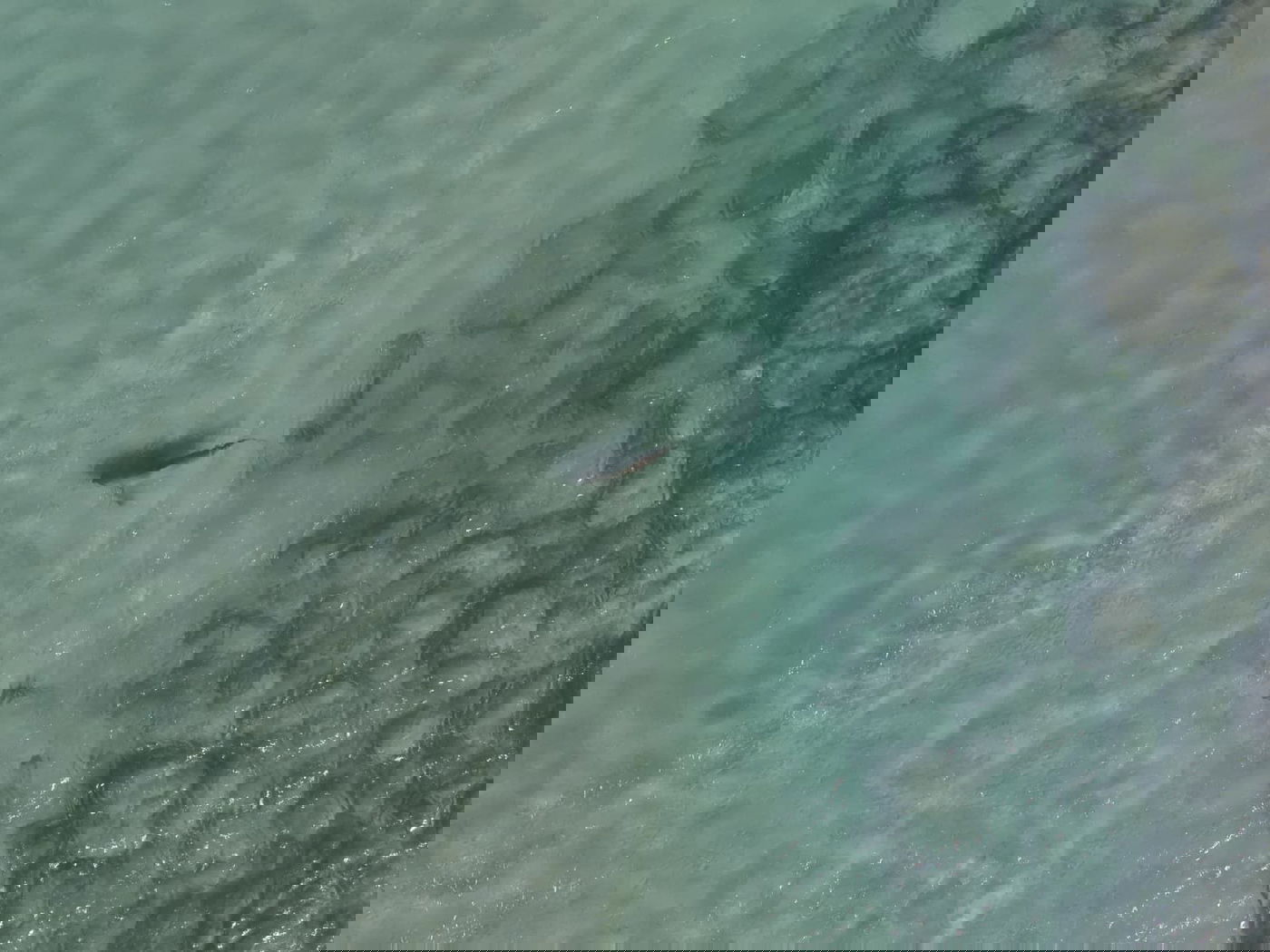 הכרישים בתחנת הכח בחדרה