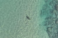 הכריש בתחנת הכח בחדרה