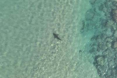 הכריש בתחנת הכח בחדרה