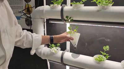 הכירו את המעבדה שמגדלת עגבניות וחסה שברכתם 'שהכל' | צפו