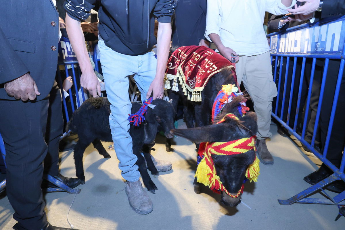 פדיון פטר חמור בבית וגן