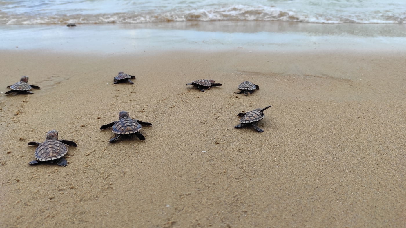 צבי ים צעירים בדרכם את הים