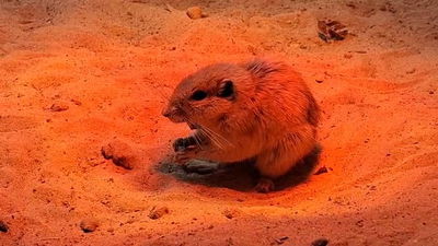 תיעוד חמוד: כך מוני הפסמון פתח את הבוקר החורפי בספארי | צפו