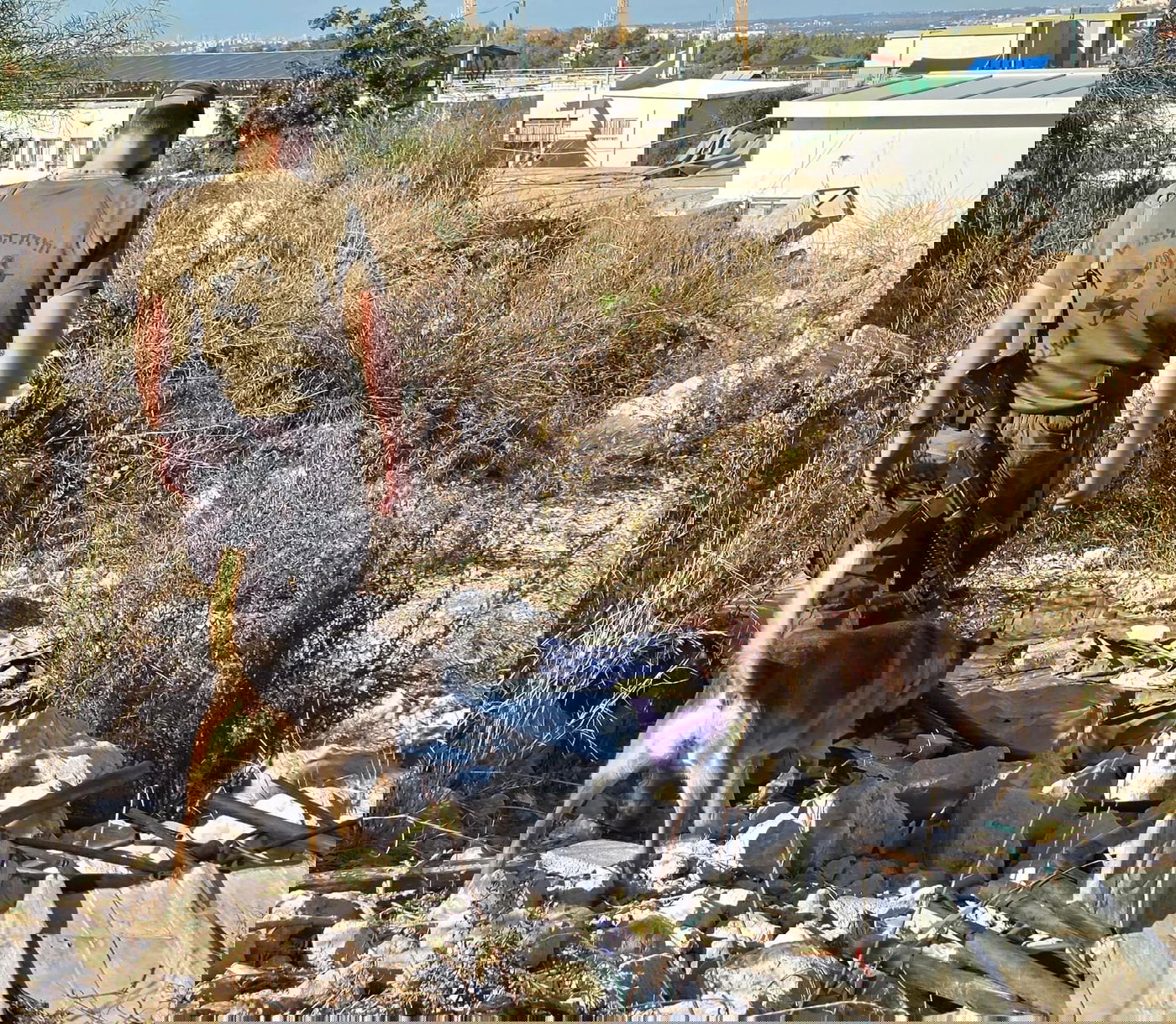 החיפושים אחרי מרדכי