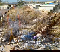 החיפושים אחרי מרדכי