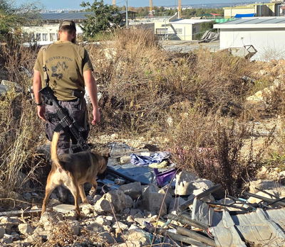 החיפושים אחרי מרדכי