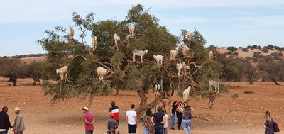 עיזים אוכלות את פירות עץ הארגן ומסייעות להפצתו במרוקו
