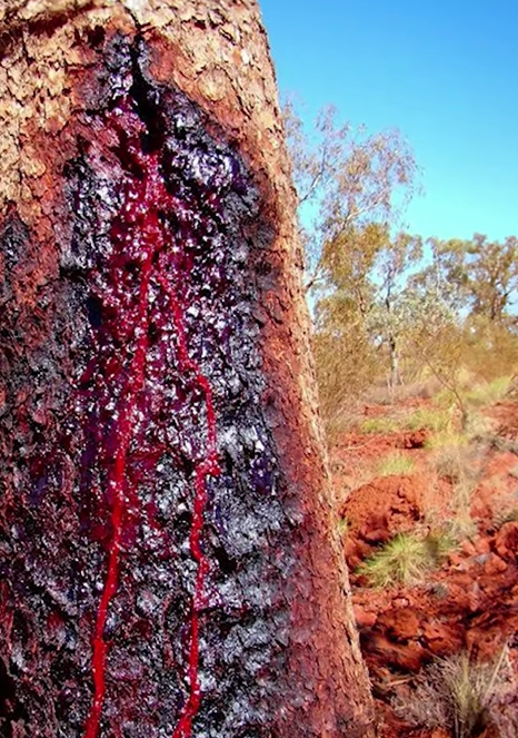 השרף האדום שיוצא מהעץ