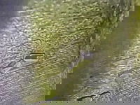 משטרת ירושלים עצרה שני קטינים שיידו אבנים ובקבוקים בעיר העתיקה
