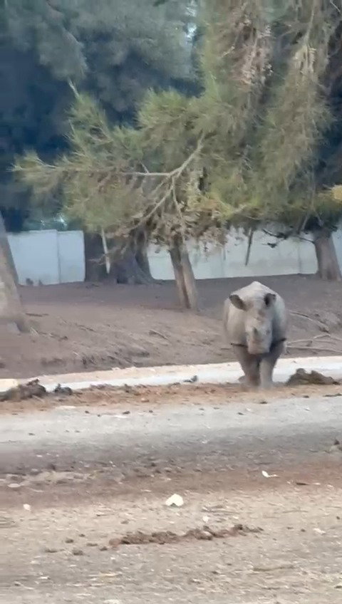 הקרנף רעי בספארי