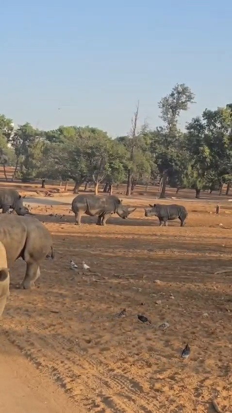 הקרנף רעי בספארי