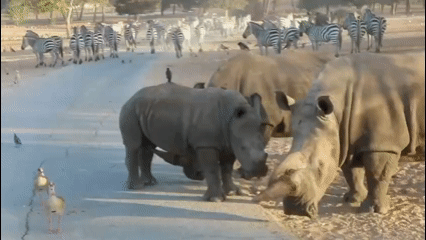 הקרנף רעי חוגג היום שנה | תיעודים מרהיבים מהקפיצות בבוץ ומריבות עם הבוגרים