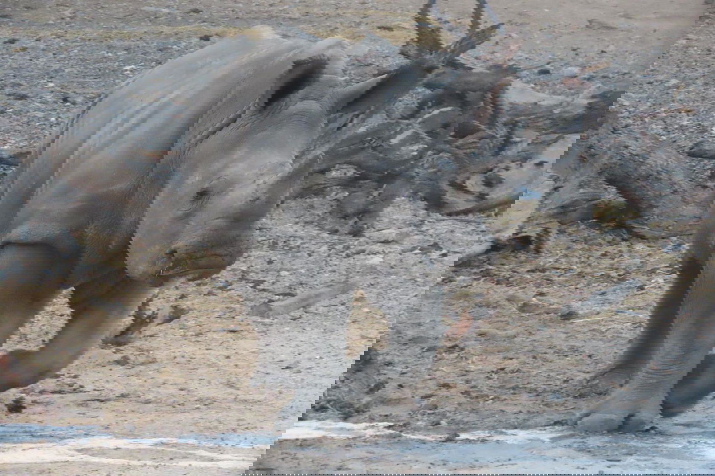 הקרנף רעי בספארי