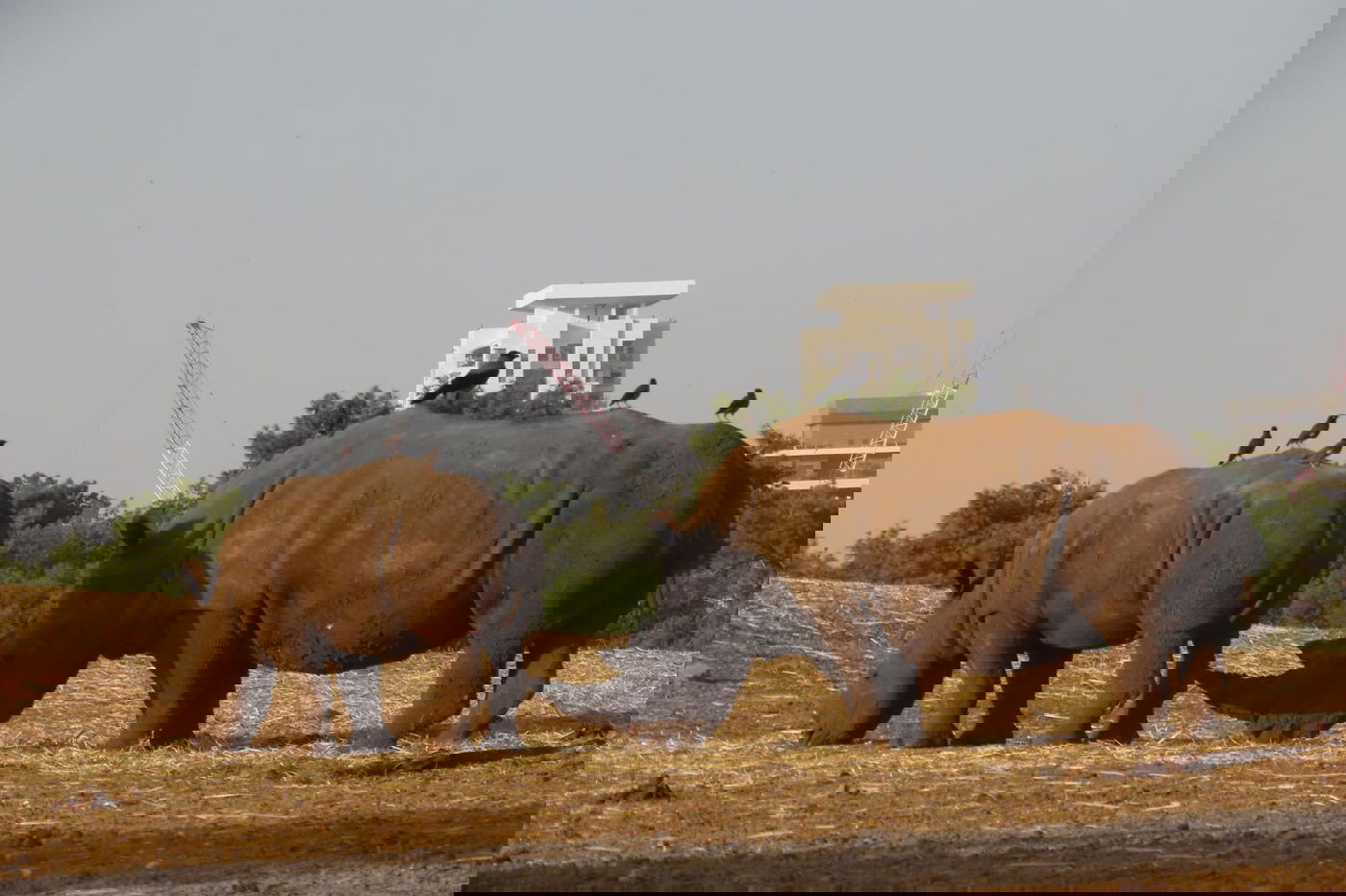 הקרנף רעי בספארי