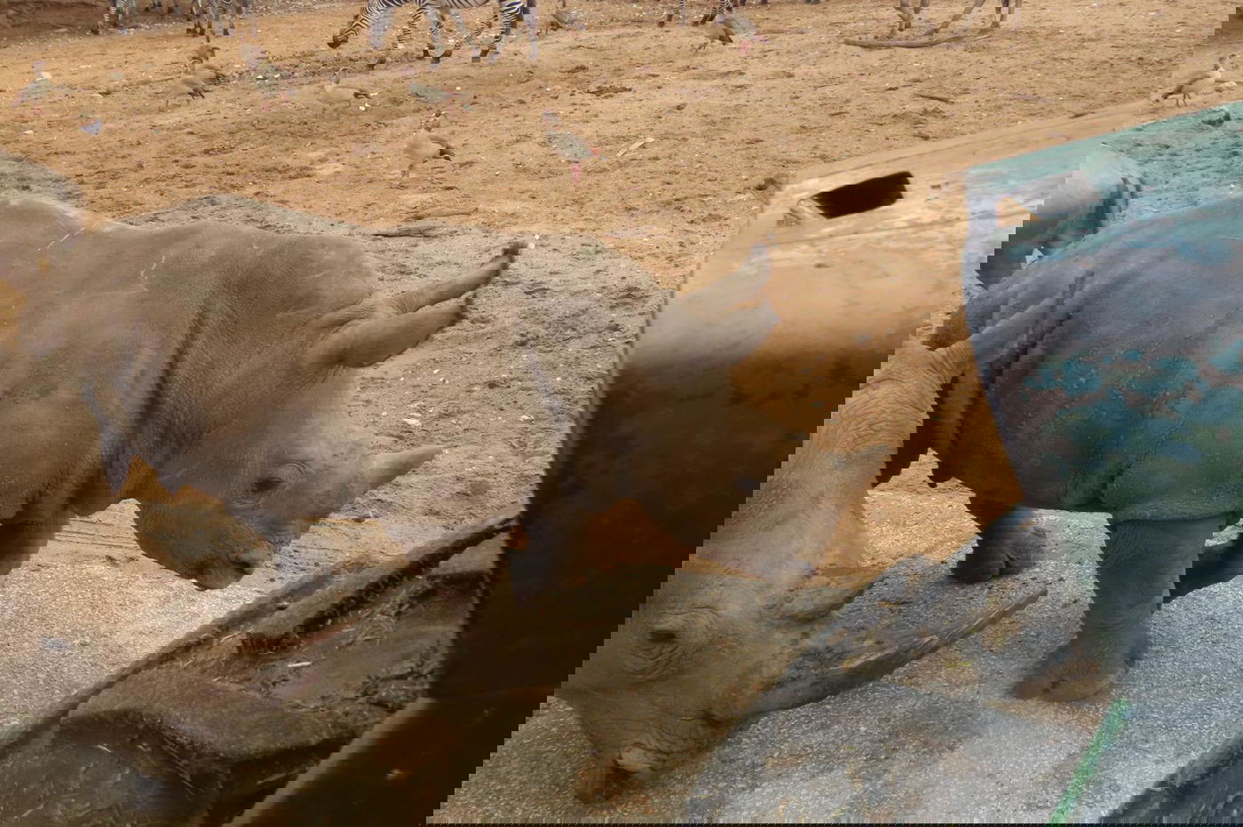 הקרנף רעי בספארי