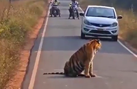 הטיגריס שחסם את הכביש