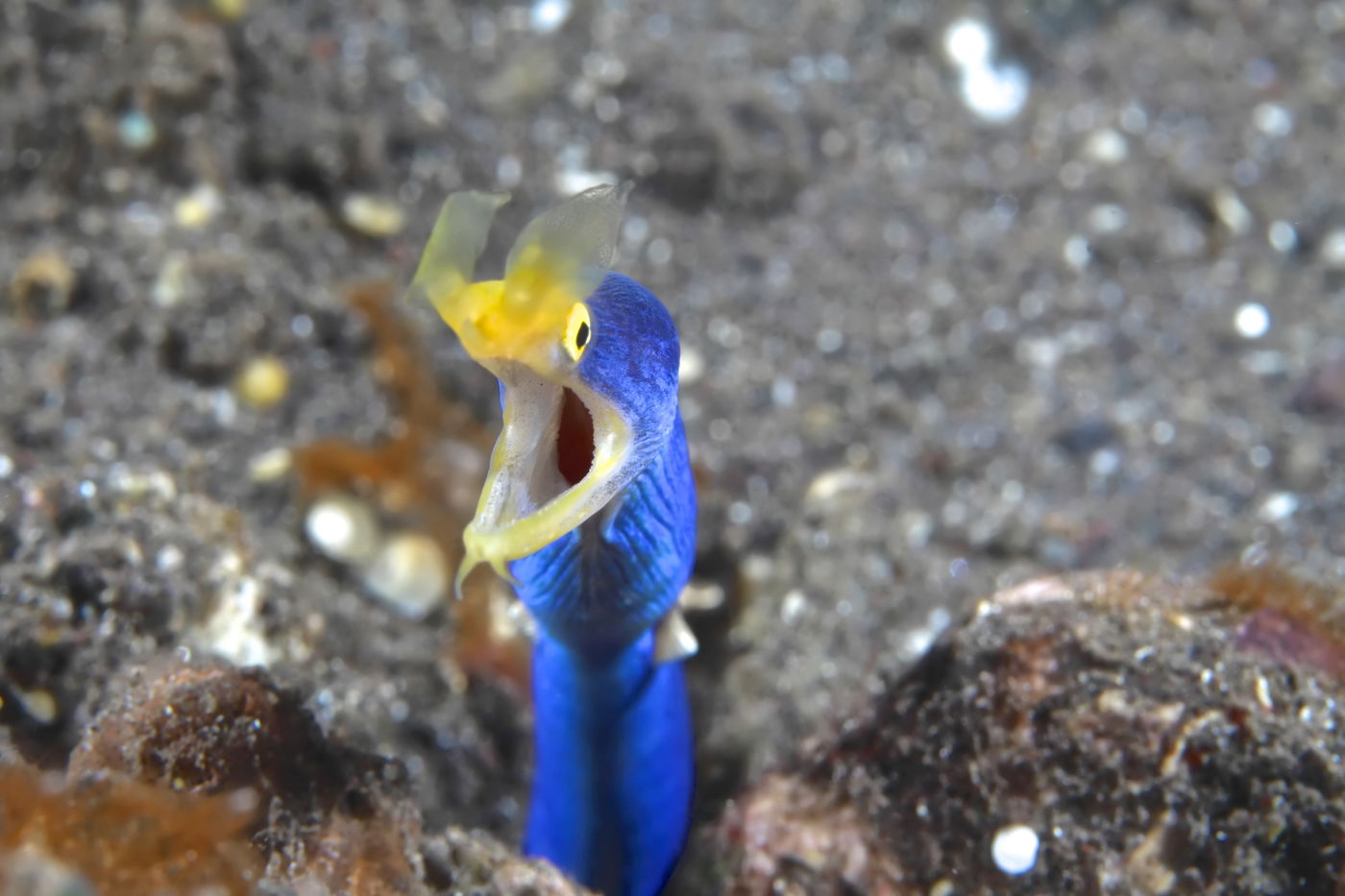 ראשו של צלופח הסרט הכחול מציץ מקרקעית האוקיינוס