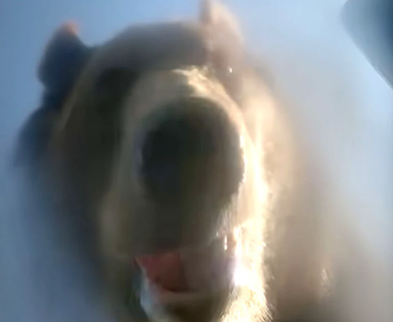 הדוב שעשה סלפי