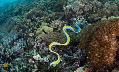 צלופח הסרט הכחול 