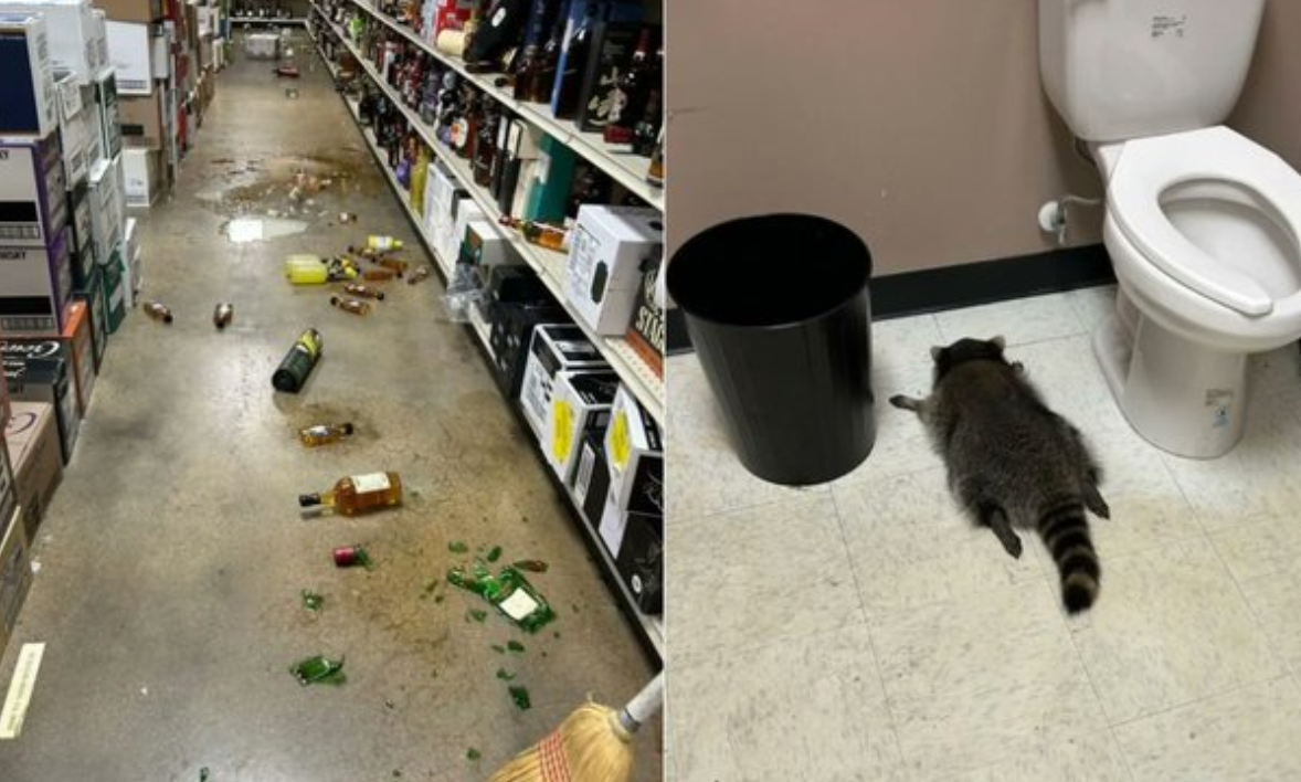 הדביבון השיכור וההרס בחנות