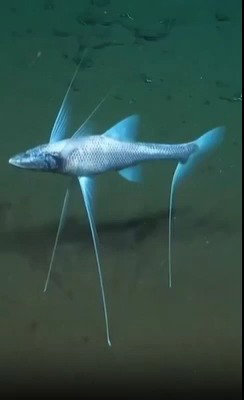 תיעוד של דג החצובה