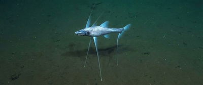 המפלצת השקטה של האוקיינוס: דג החצובה שנעמד על רגליים ומחכה לטרף