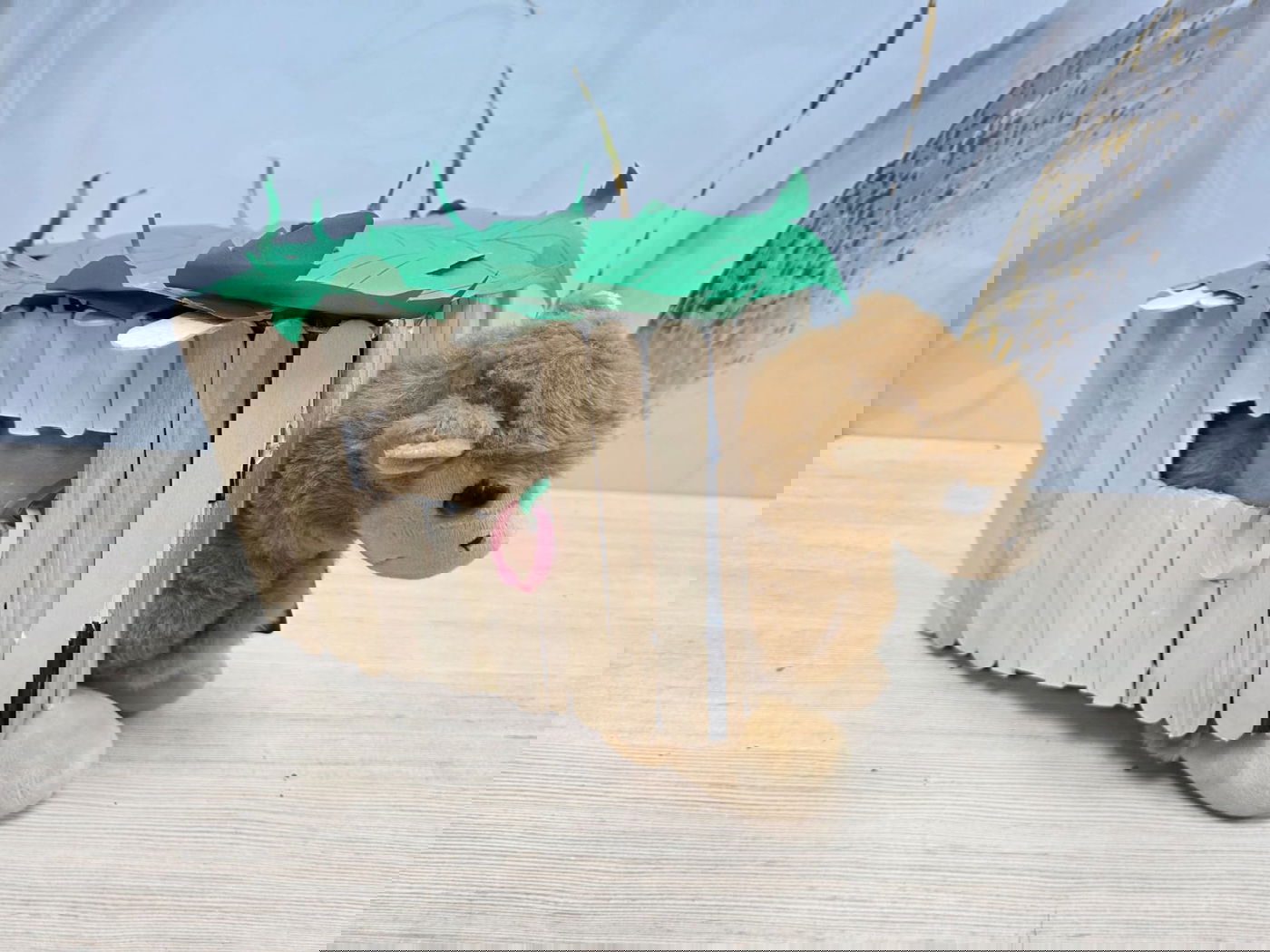 יצירת הסוכות של ילדי ת"ת 'חזון מאיר' ובית ישראל 