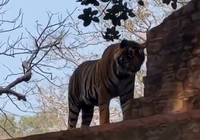 הטיגריס שצפה על התיירים