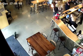 כלב הים משוטט בתוך הבר