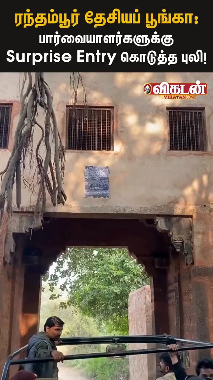 הטיגריס שצפה על התיירים 