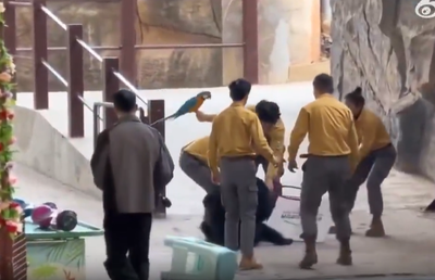 פאניקה בגן החיות בסין: דוב שחור הסתער על המאמן מול עיני הקהל - צפו