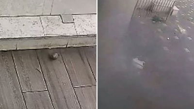 הרימון שהושלך